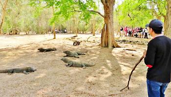 Guarding tourists from Komodo dragons — Komodo island, Indonesia. Photo by Margaret Hinkle